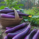 Eggplant 30LBS/Case