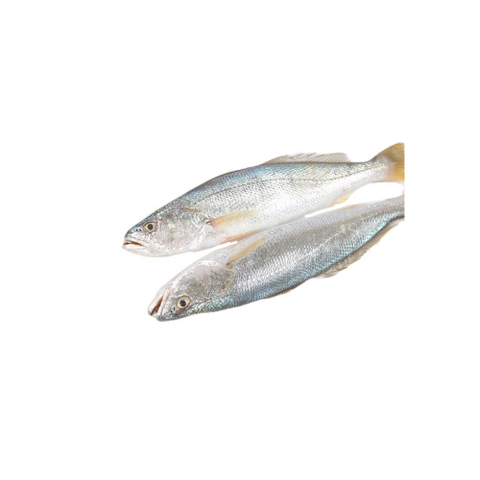 Fish 250/300 H&G Bangamary (22/2LB) / Case