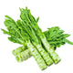 Celtuce 40 LB Case