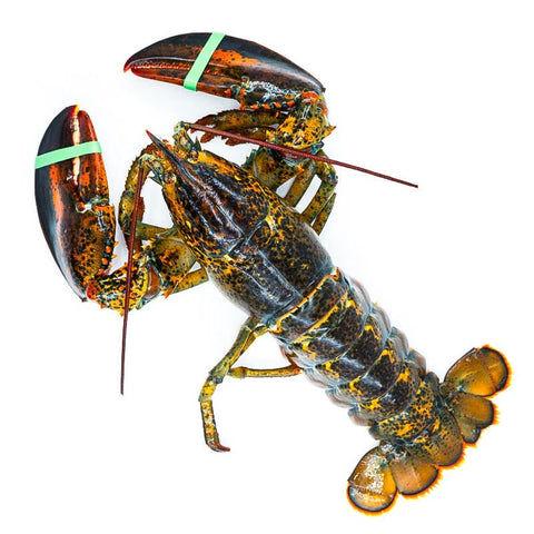 Lobster Boston 2 EA / Case