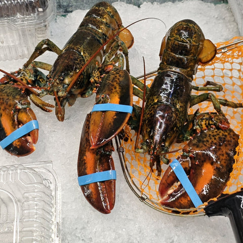 Lobster Boston 2 EA / Case