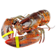 Lobster Boston 2 EA / Case