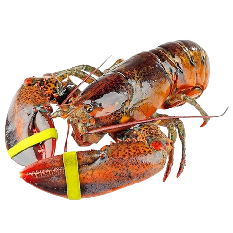 Lobster Boston 2 EA / Case