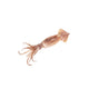 Uncleaned Whole Squid (SM) (3*12) 36LBS/Case