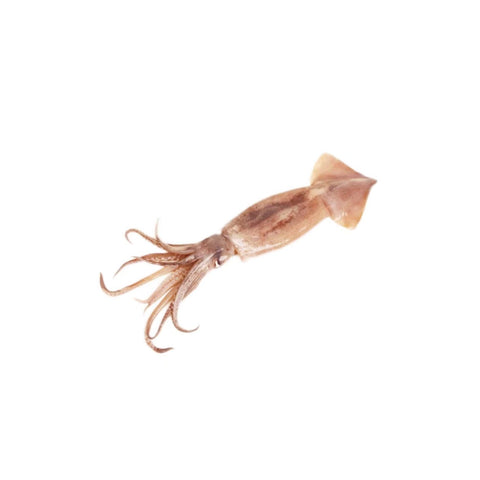 Uncleaned Whole Squid (SM) (3*12) 36LBS/Case