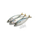 Spanish mackerels 18LB / Case