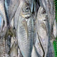Spanish mackerels 18LB / Case
