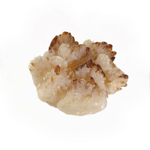 Jelly Fish Skin 5.10 LB