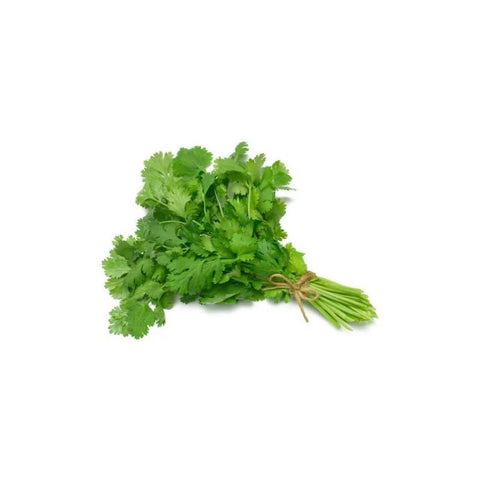 Cilantro 24CT/Case