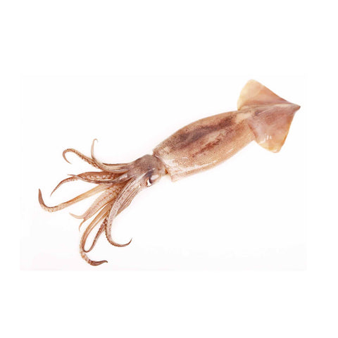 Uncleaned Whole Squid (SM) (3*12) 36LBS/Case