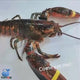 Lobster Boston 2 EA / Case