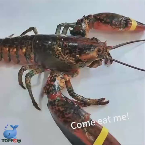 Lobster Boston 2 EA / Case