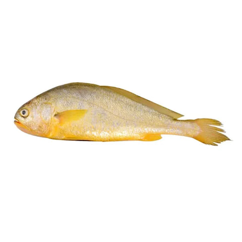 FZN Fish Boy Yellow Croaker 100/700g Head On W/Guts 20% Glaze 10LBS/Case