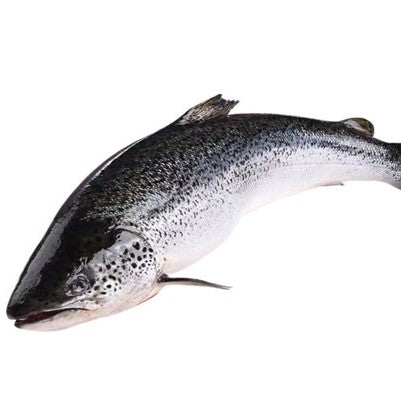 Salmon (7/8) 40LBS/Case ($5.5/LB)