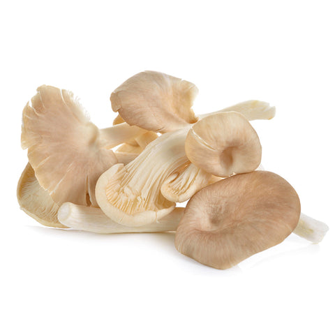Oyster Mushroom/Case